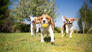 Lullwater at blair stone |bark park